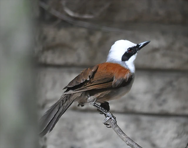 TORDO JOCOSO GARRULADO, Garrulax leucolophus