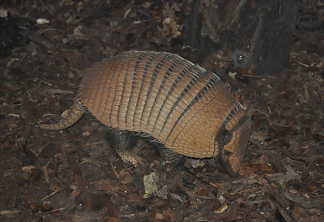 ARMADILLO DE 6 BANDAS, Euphractus sexcinctus