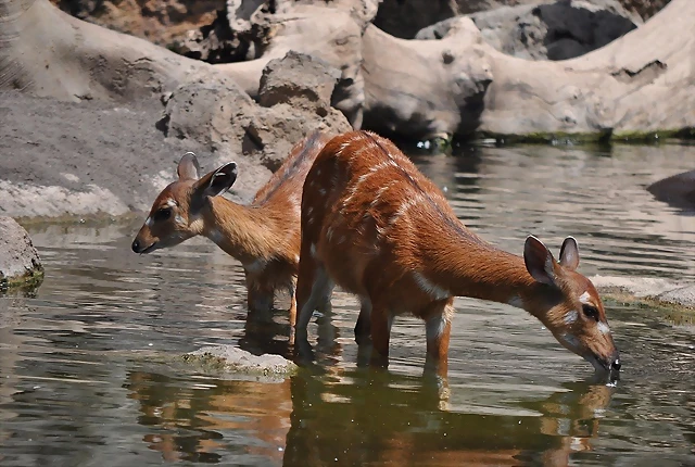 SITATUNGA 2