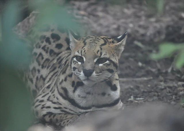 OCELOTE 4