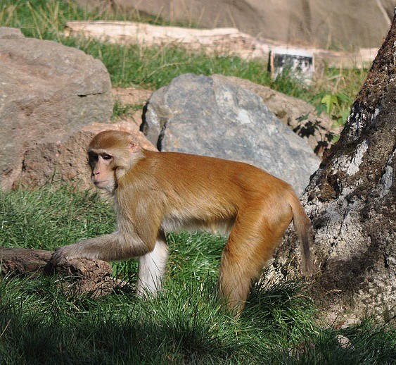 MACACO RHESUS, Macaca mulatta