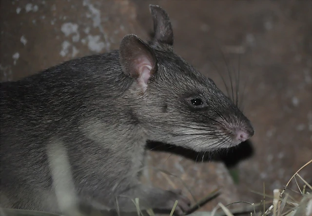 RATA DE GAMBIA