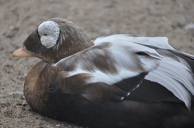 EIDER DE ANTEOJOS, Somateria fischeri