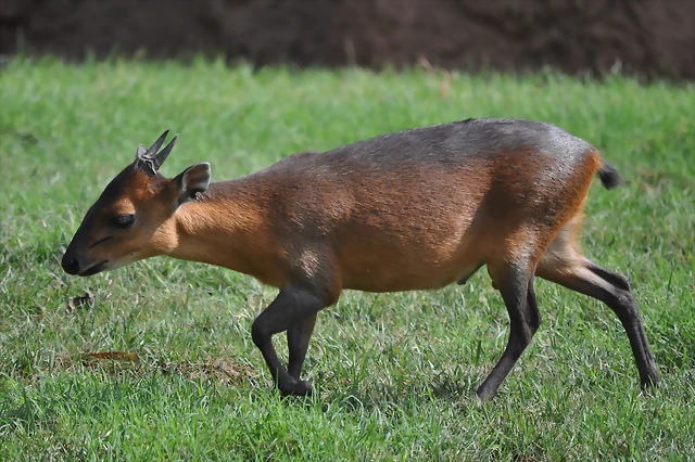 DUIKER DE FLANCOS ROJOS