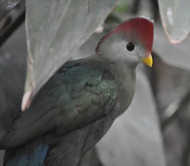 TURACO DE CRESTA ROJA 3