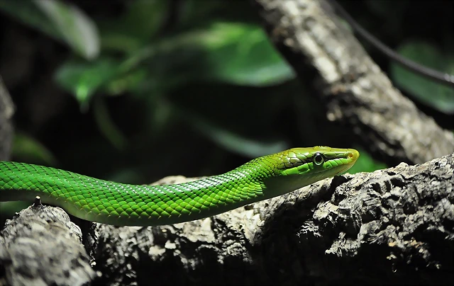 SERPIENTE ARBOR?COLA ASI?TICA, Gonyosoma oxycephala