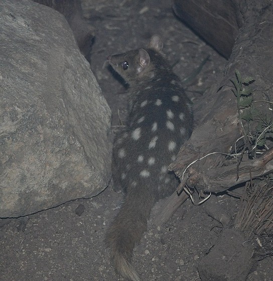 QUOLL ORIENTAL, Dasyurus viverrinus