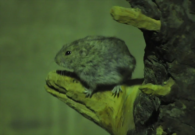 LEMMING DE LA ESTEPA, Lagurus lagurus