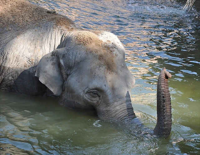 ELEFANTE ASI?TICO