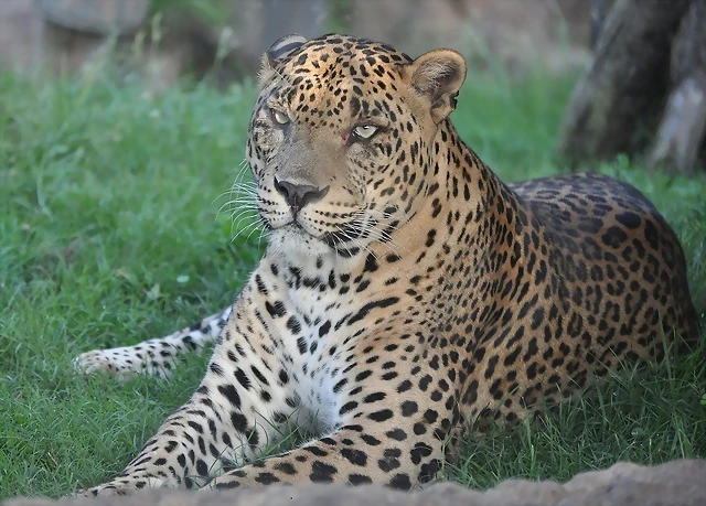 LEOPARDO DE SRI LANKA