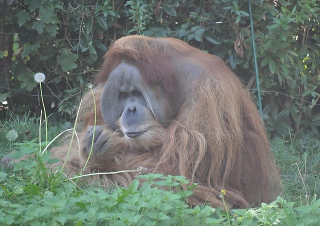 ORANGUT?N DE SUMATRA 2