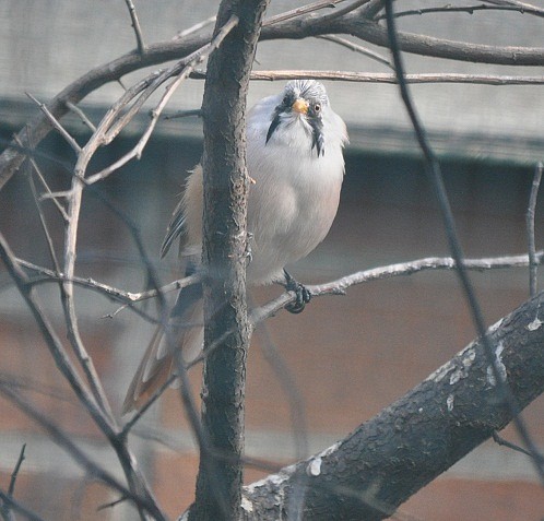 BIGOTUDO, Panurus biarmicus