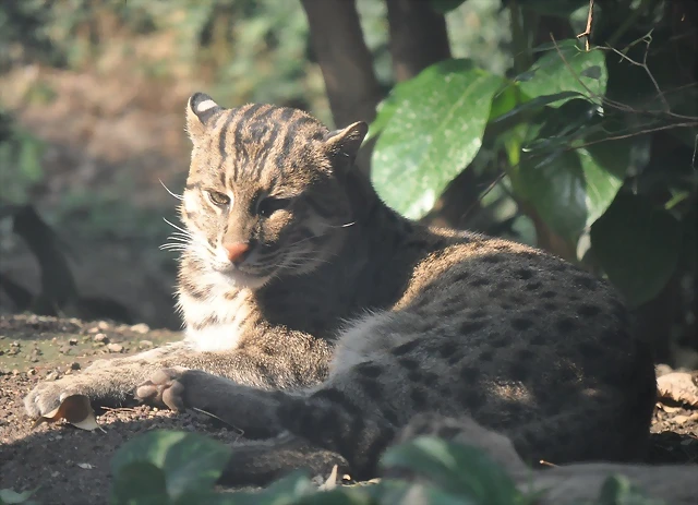 GATO PESCADOR 2