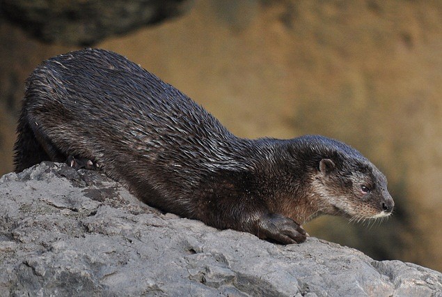 NUTRIA DE CUELLO MOTEADO