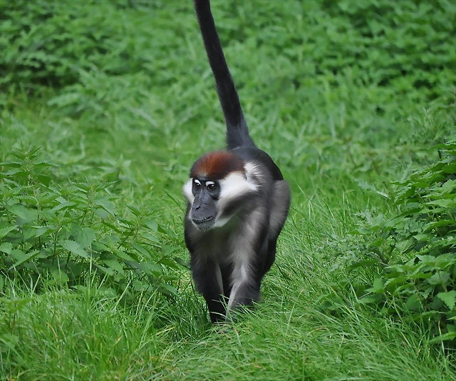 MANGABEY DE COLLAR