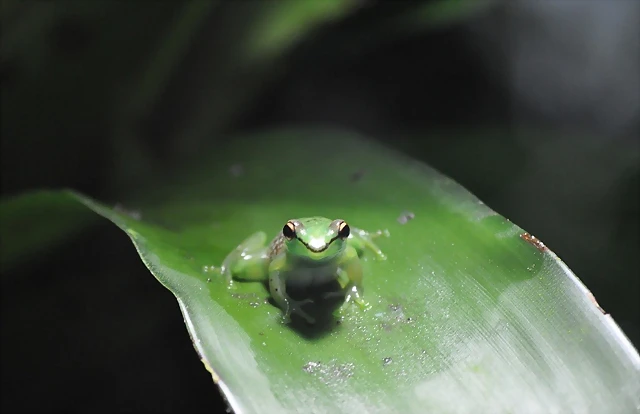 RANA DE CRISTAL MALGACHE, Mantidactylus pulcher