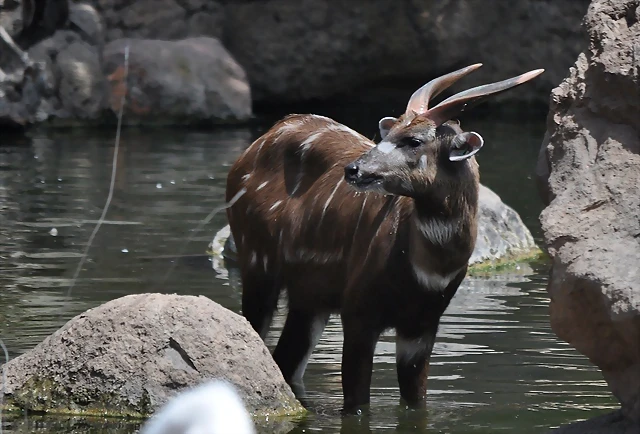 SITATUNGA 3