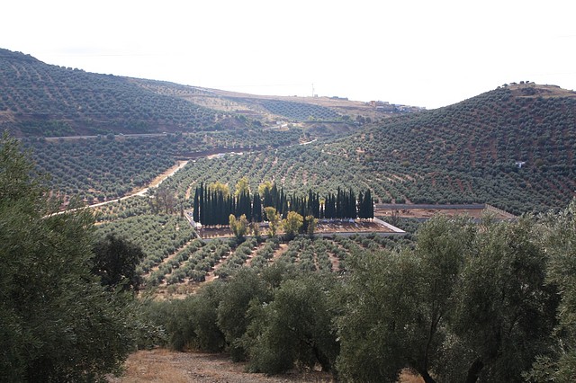 006, desde la loma el pino