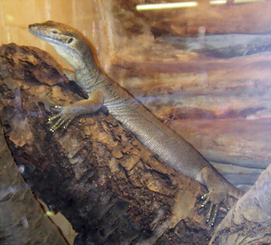 Varanus mertensi (16-6-13 Terarium Praha, Dubeč) Varanus mertensi (16-6-13 Terarium Praha, Dubeč)