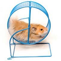 HAMSTER