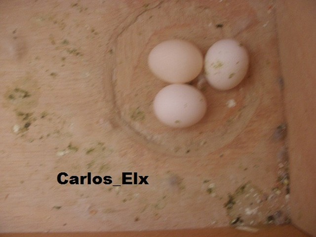 17-1-11 (Kitty y Caramelo)