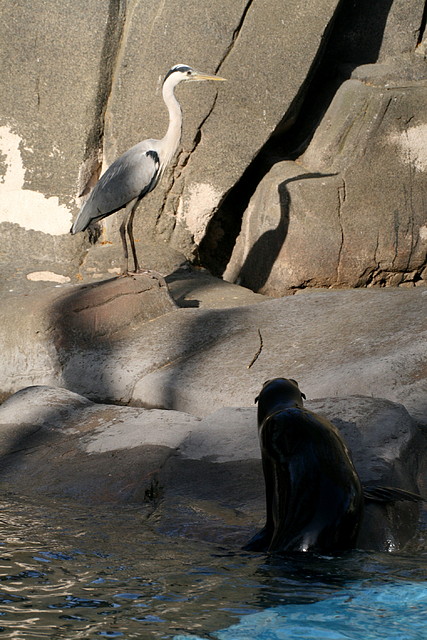 Zoo de Barcelona 03-04-11 885 Zoo de Barcelona 03-04-11 885
