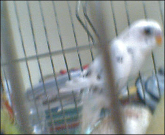 BLANQUITO BLANQUITO