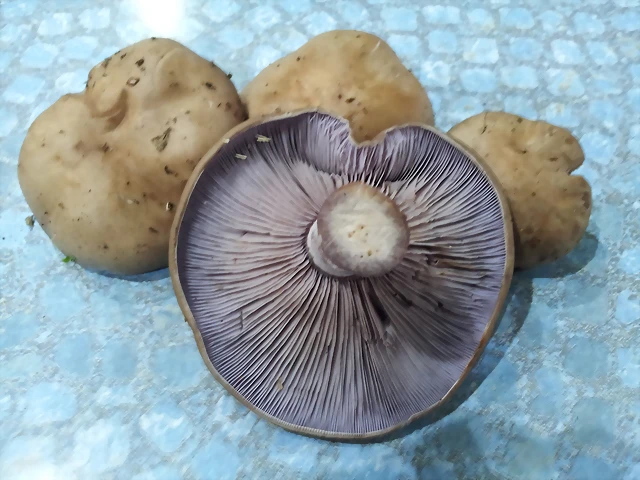 Seta Pie azul Seta Pie azul