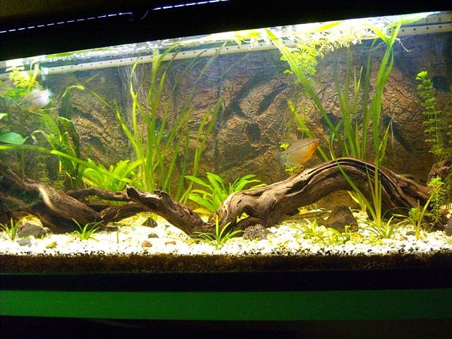 Urna 120 lts con gouramis (Small) Urna 120 lts con gouramis (Small)