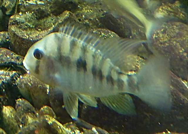 Gymnogeophagus balzanii (17-9-21 Haus des Meeres) Gymnogeophagus balzanii (17-9-21 Haus des Meeres)