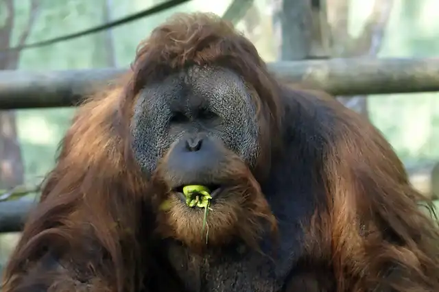 orangutan Sumatra macho