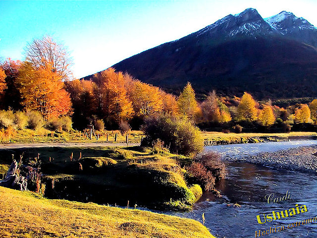 Lenga en el Parque Tierra del Fuego