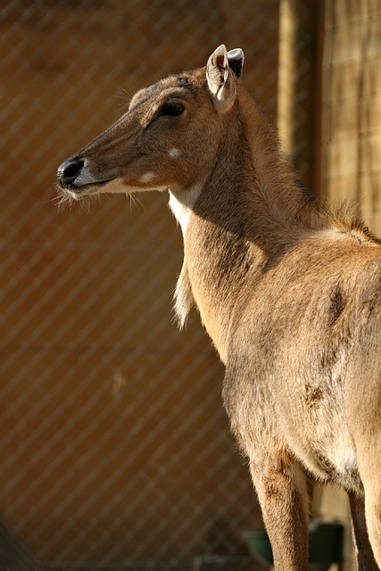 Zoo de Barcelona 04-03-11 704