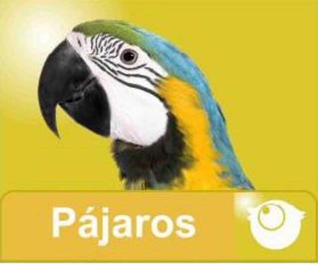 pajaros web