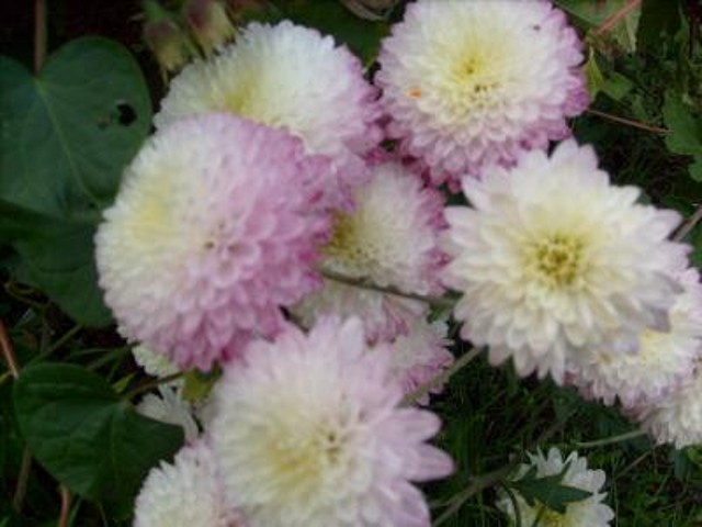 S7301037 S7301037