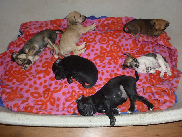 BEBES_DE_SALINA_EN_ACOGIDA BEBES_DE_SALINA_EN_ACOGIDA