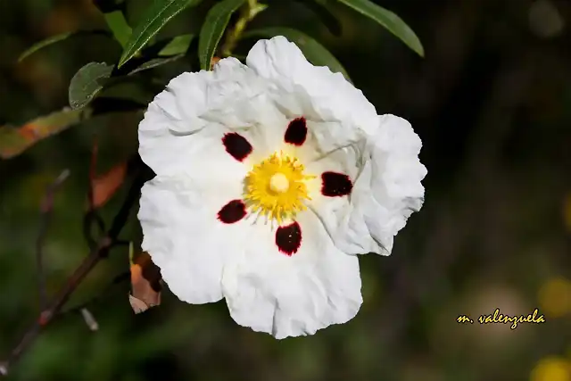 013, flor de la jara, marca