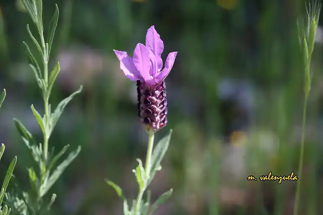 014, flor del cantueso, marca