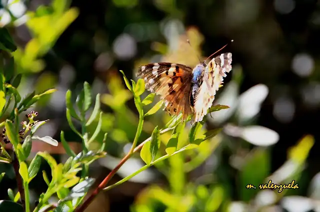 028, mariposa, en el sumidero, marca