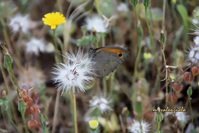 016, mariposa, marca