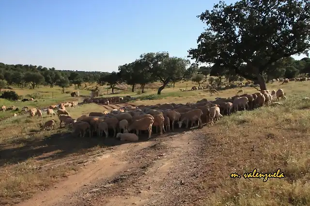 037, ovejas a la sombra, marca