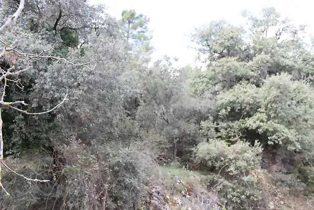 2mezcla con sotobosque con zarzas y algun espino albar