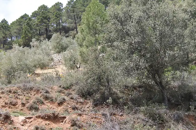 3terreno de al lado con olivos