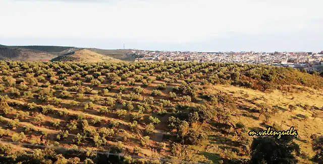 00, sol de los membrillos, marca