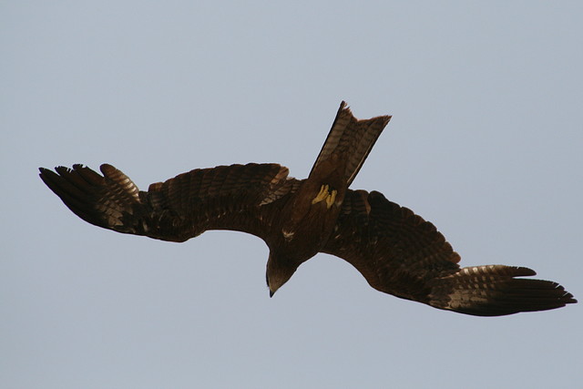IMG_2539 IMG_2539