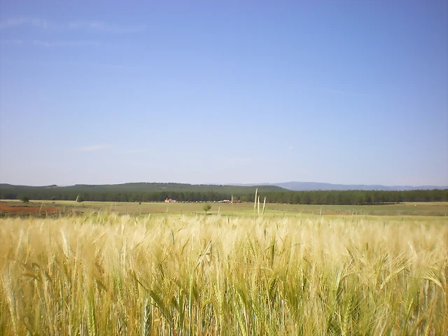 IMGP8690 IMGP8690