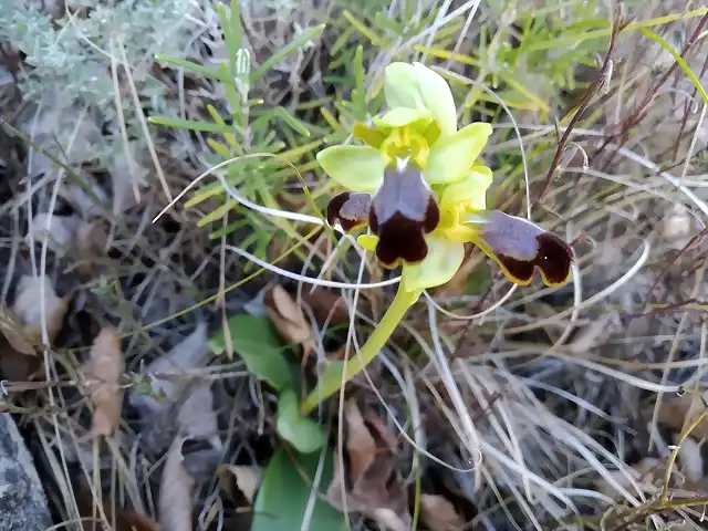 Ophrys fusca