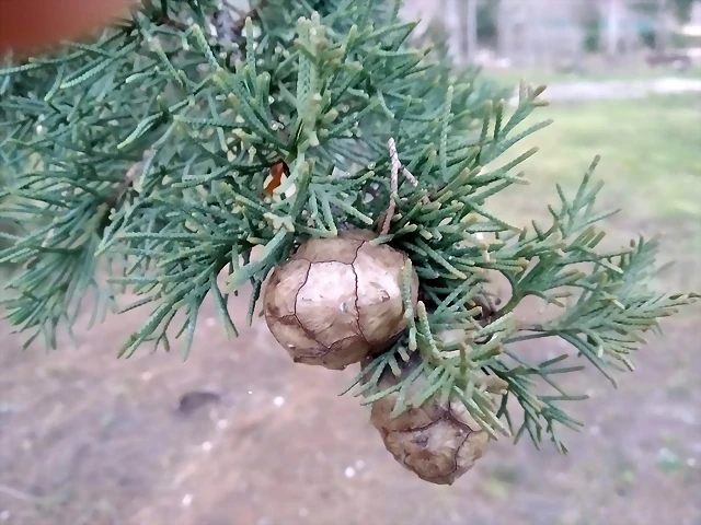 Conos cupressus macrocarpa