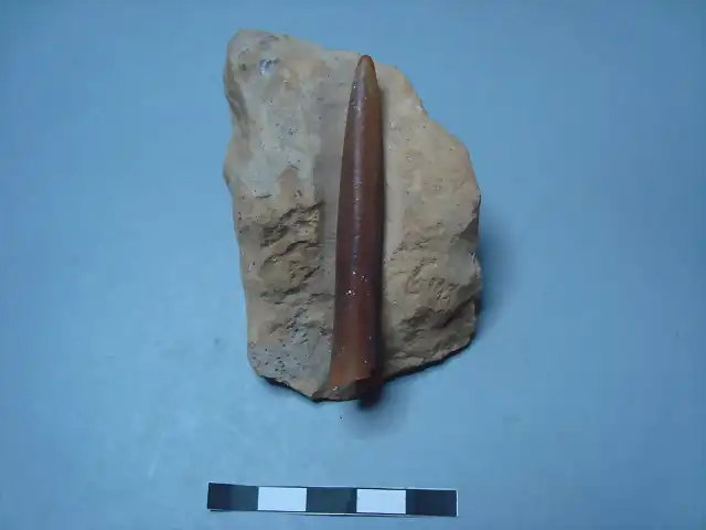 Belemnitella americana,Berriasiense, Cretacico, Montmuth co.N.Jersey, EEUU