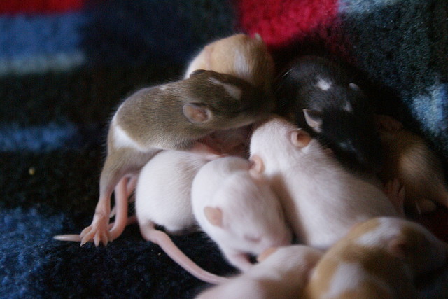 DSC06663 DSC06663
